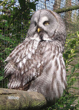 Image of Great Gray Owl