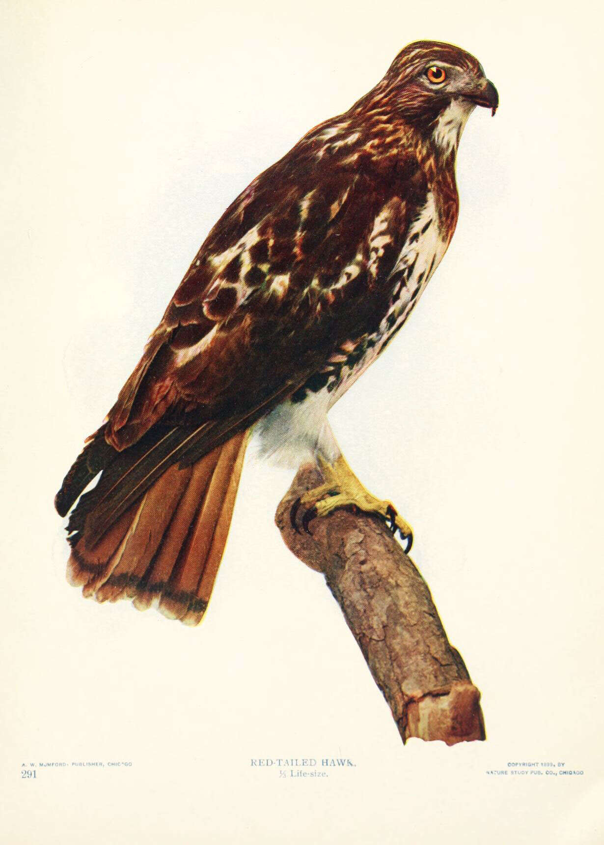 Image of Red-tailed Hawk