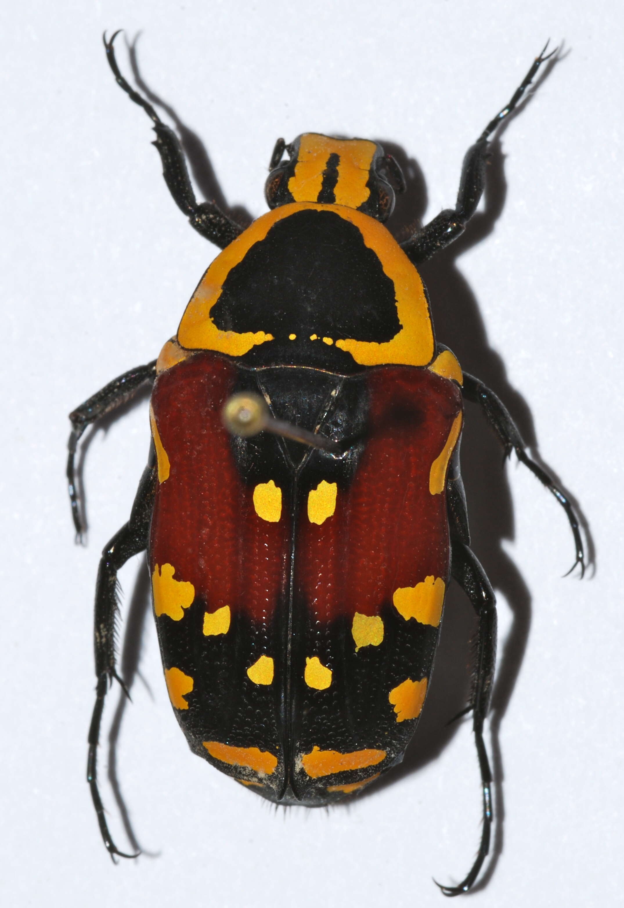 Image of Euchroea