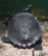 Sivun Myuchelys latisternum (Gray 1867) kuva