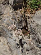 Image of White Stonecrop