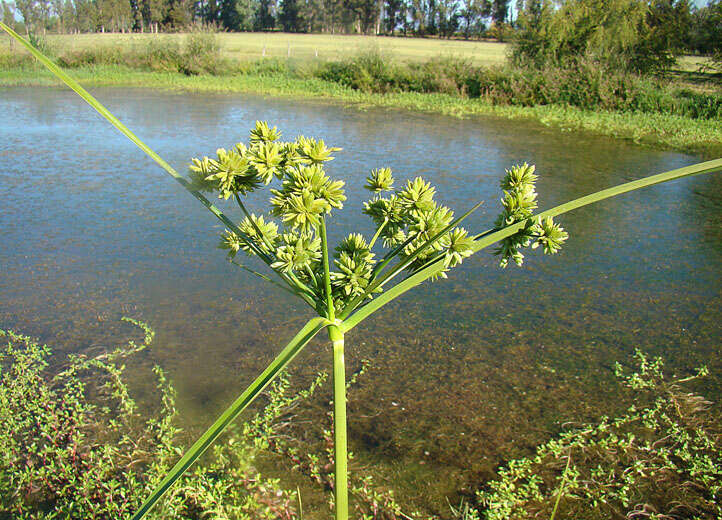 Слика од Cyperus eragrostis Lam.