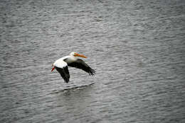 Image of pelicans