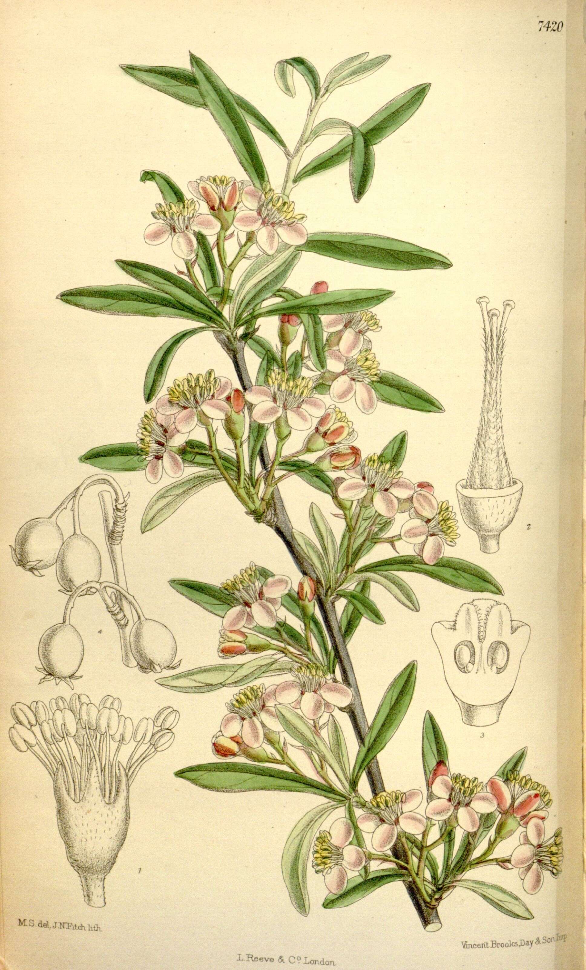 Image of peraphyllum