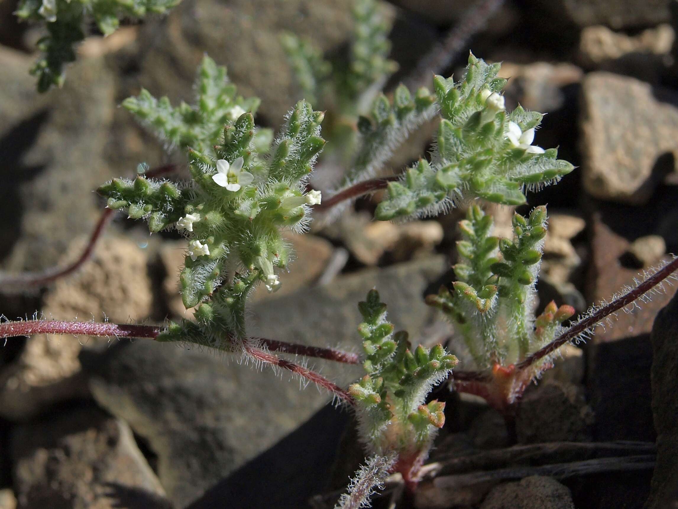 Image of manybranched ipomopsis