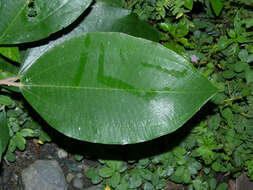Слика од Miconia argentea (Sw.) DC.