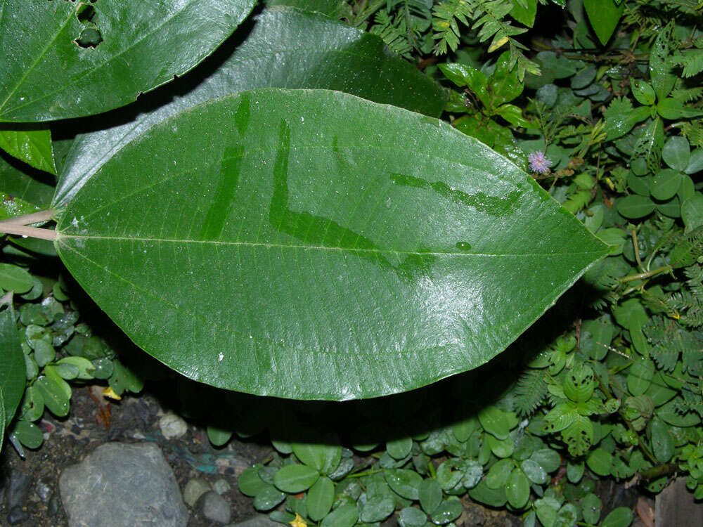 Слика од Miconia argentea (Sw.) DC.
