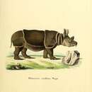 Image of Rhinoceros cucullatus