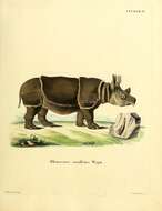 Image of Rhinoceros cucullatus