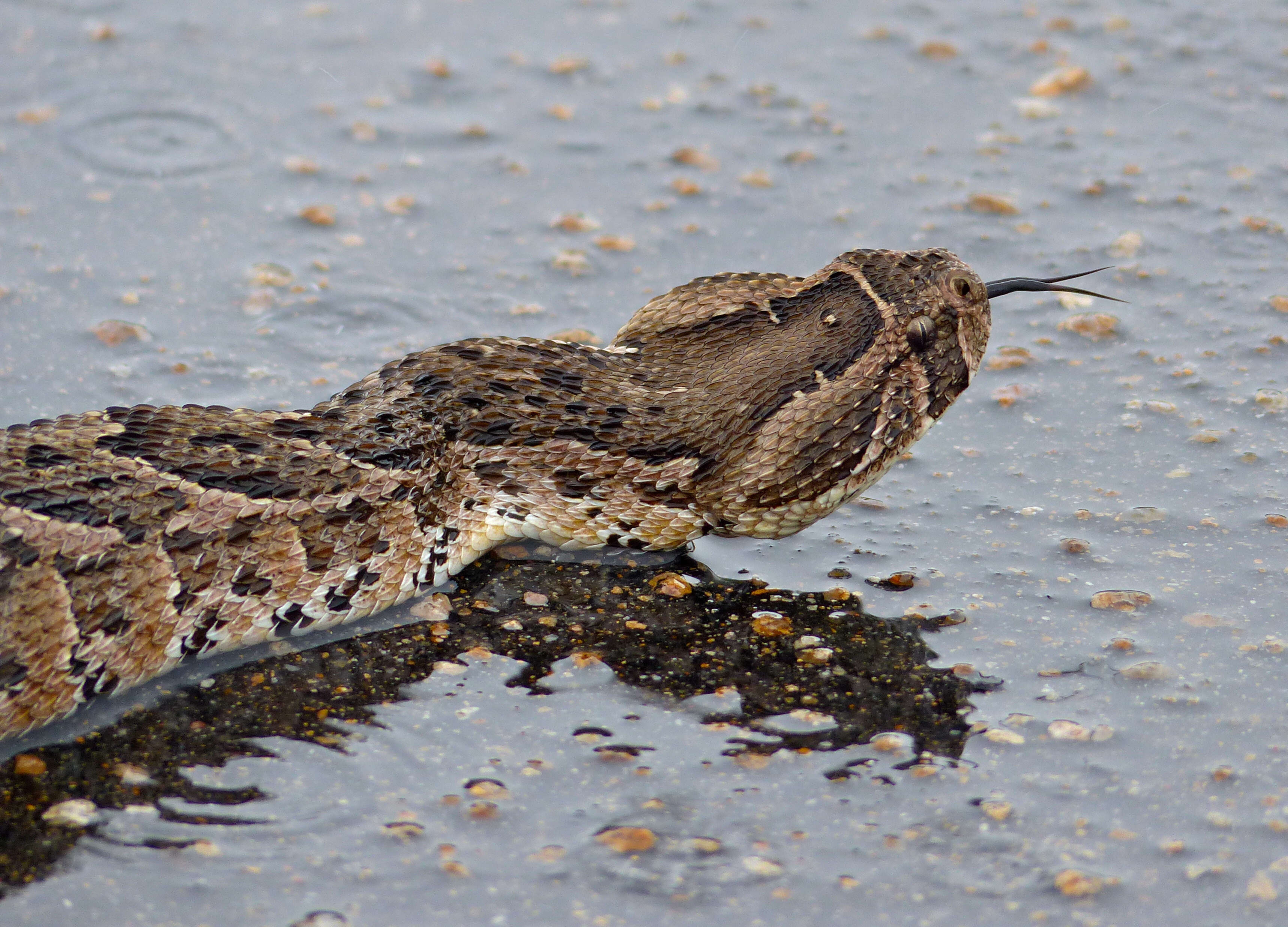 Image of Bitis Gray 1842