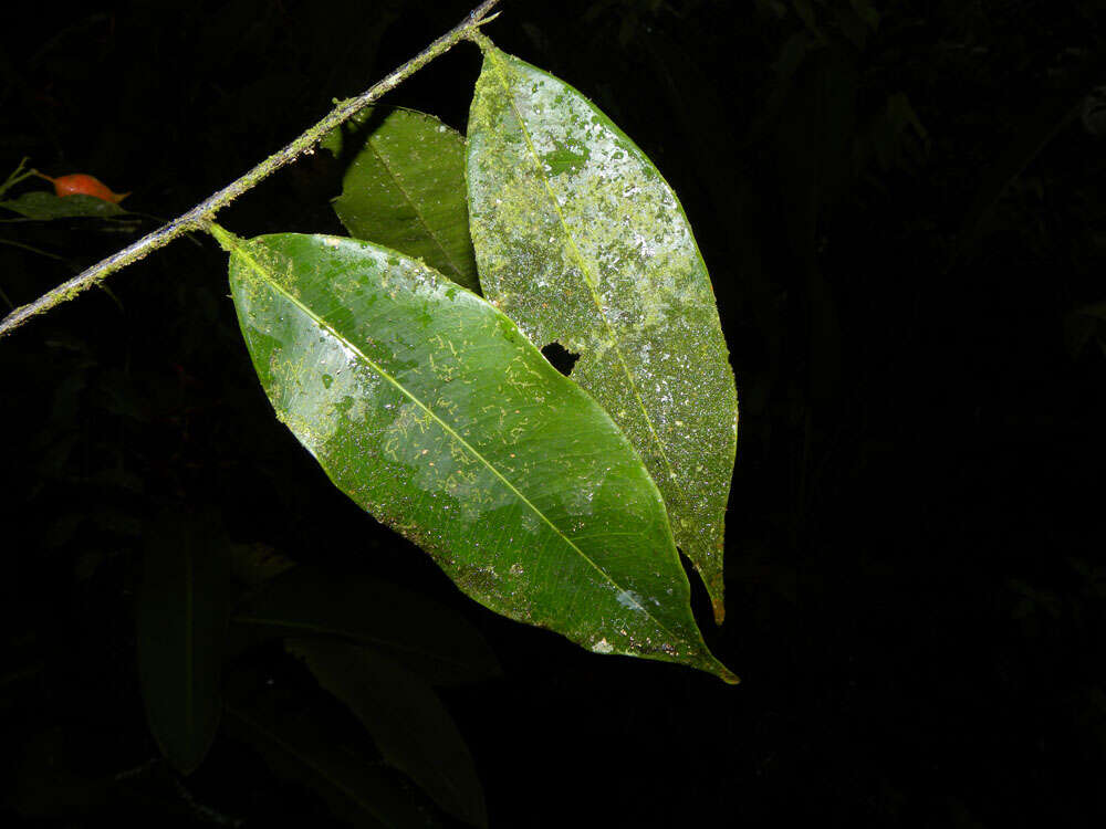 Plancia ëd Swartzia simplex var. continentalis Urb.