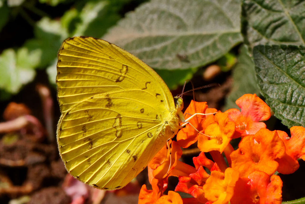 Image de Eurema blanda (Boisduval 1836)