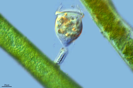 Image of Vorticella campanula