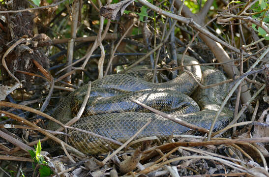 Image of Yellow anaconda