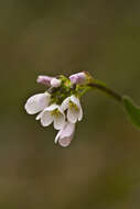 Arabis collina Ten.的圖片