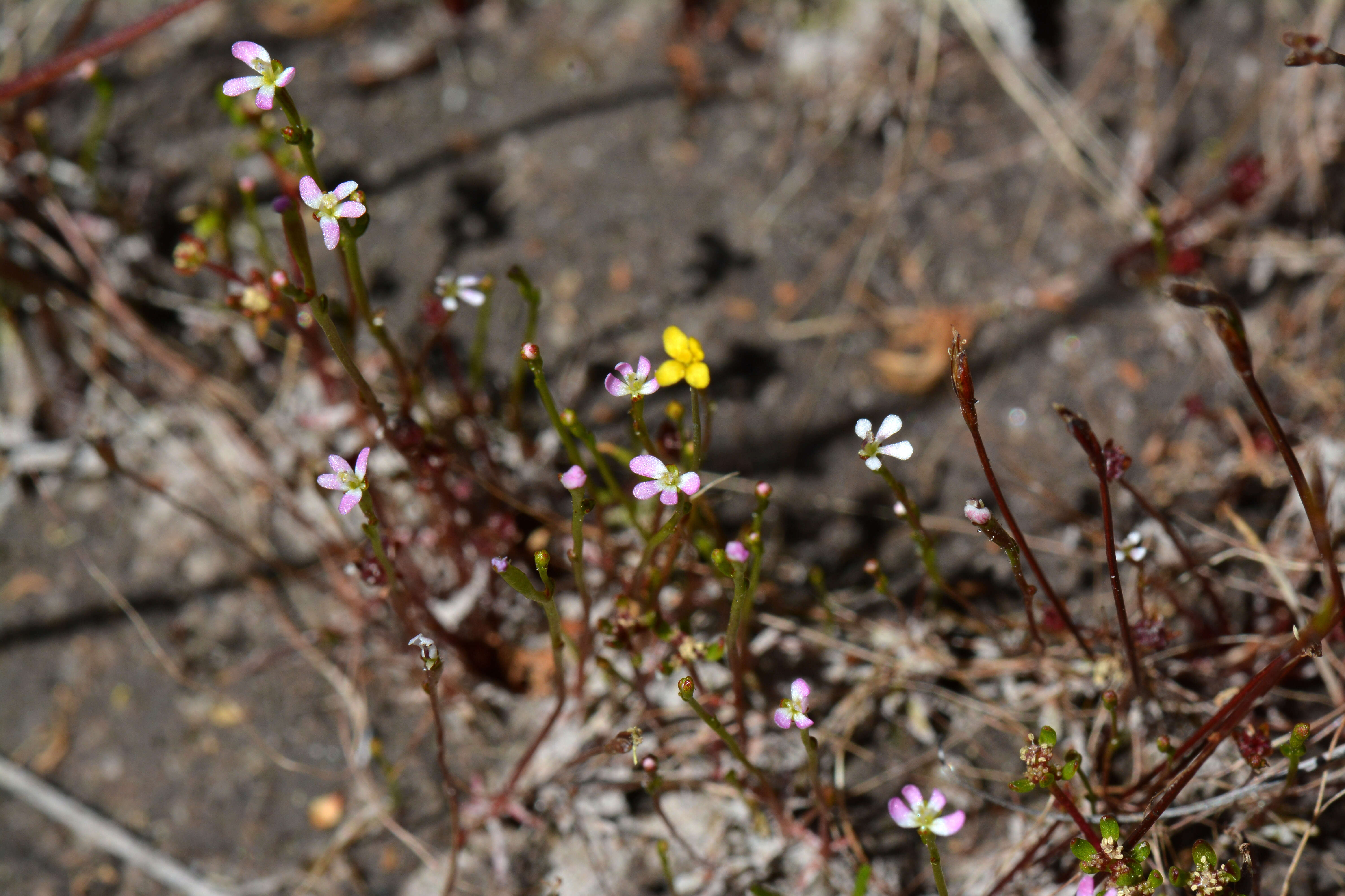 Image of Stylidium beaugleholei J. H. Willis