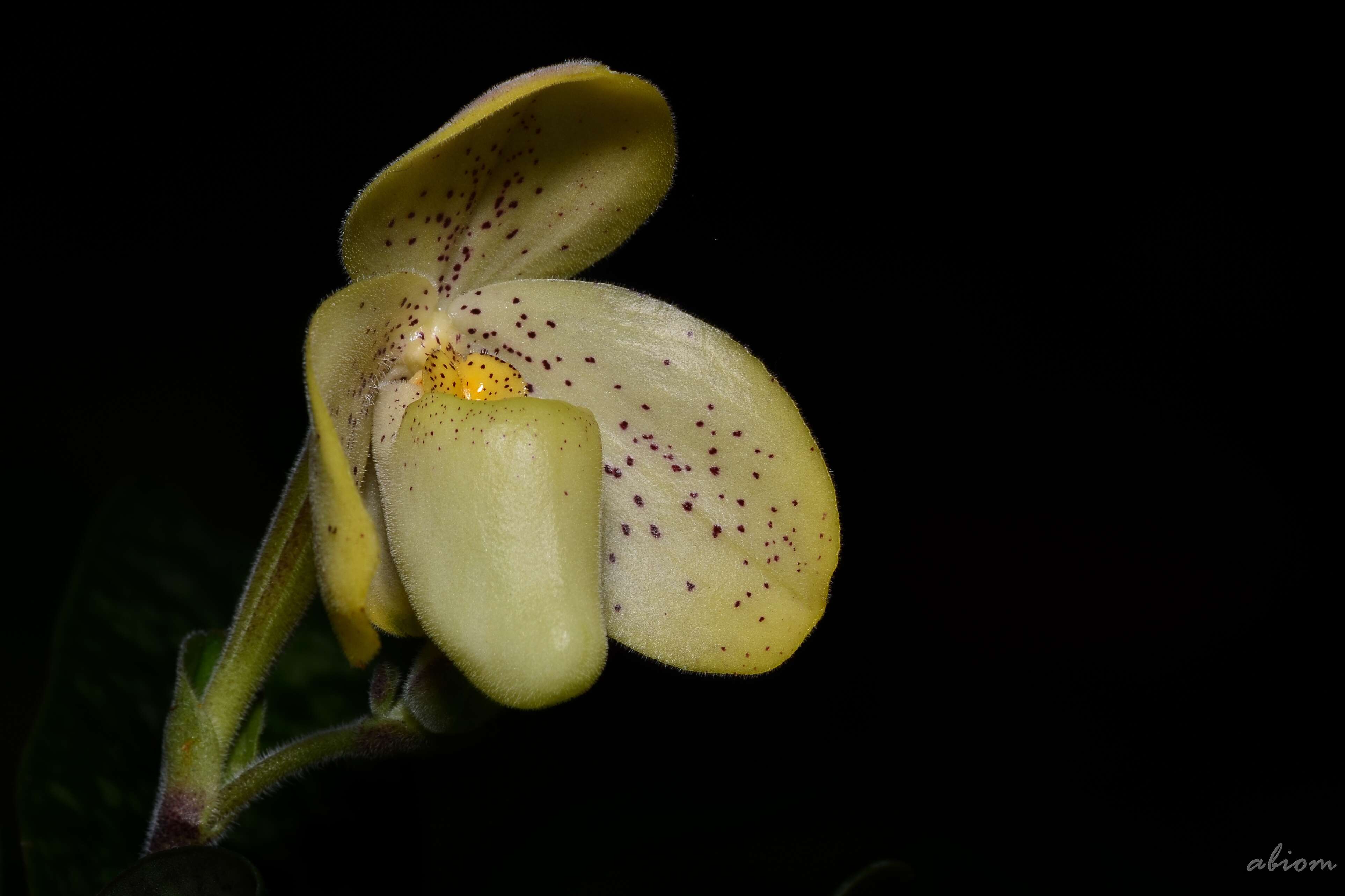 Image of One colored Paphiopedilum