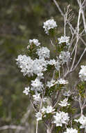 Plancia ëd Epacris grandis R. K. Crowden