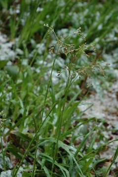 Слика од Scirpus sylvaticus L.