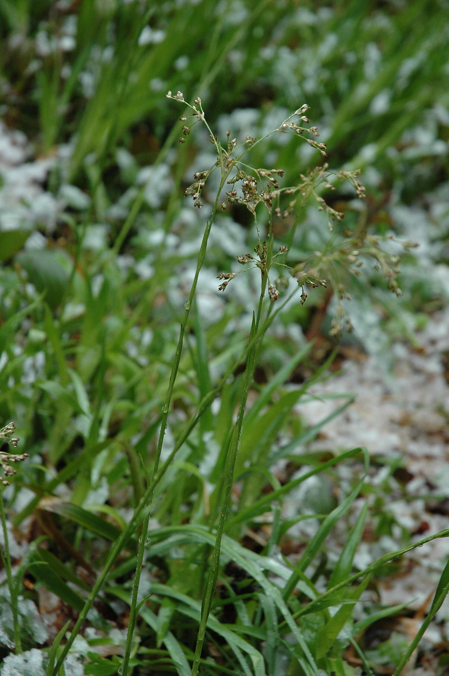 Слика од Scirpus sylvaticus L.