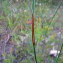 Image of Lepyrodia scariosa R. Br.