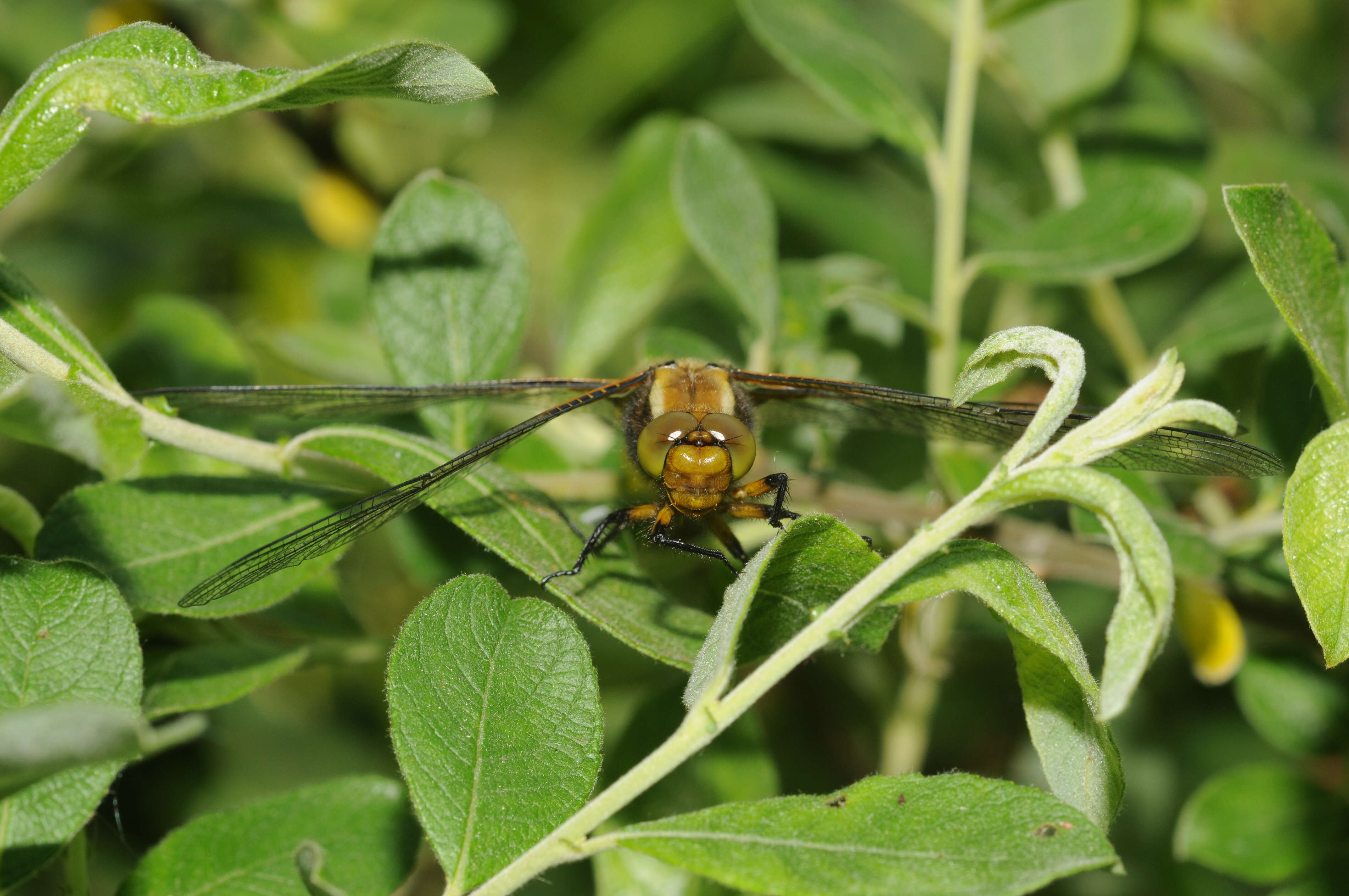 Image of Broad-bodied chaser