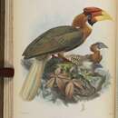 Image de Buceros hydrocorax semigaleatus Tweeddale 1878