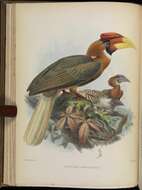 Слика од Buceros hydrocorax semigaleatus Tweeddale 1878