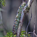 Image of Bald Cypress Sphinx