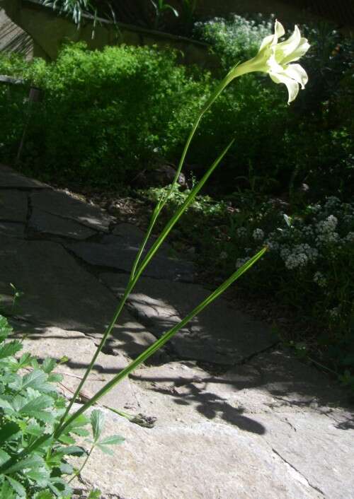 Imagem de Gladiolus tristis L.