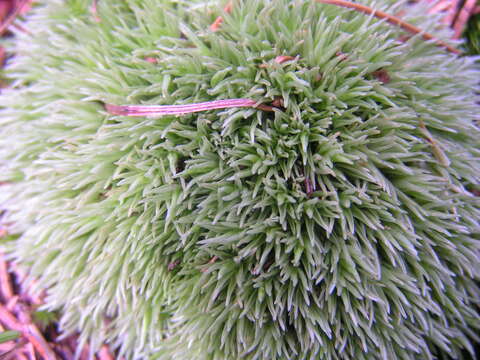 Image of leucobryum moss