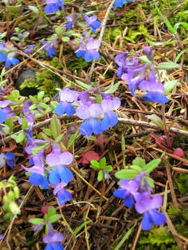 Image of giant blue eyed Mary