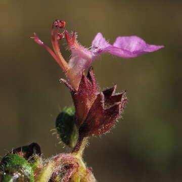 Image de Teucrium chamaedrys subsp. chamaedrys