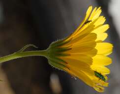 Image of Calendula suffruticosa Vahl