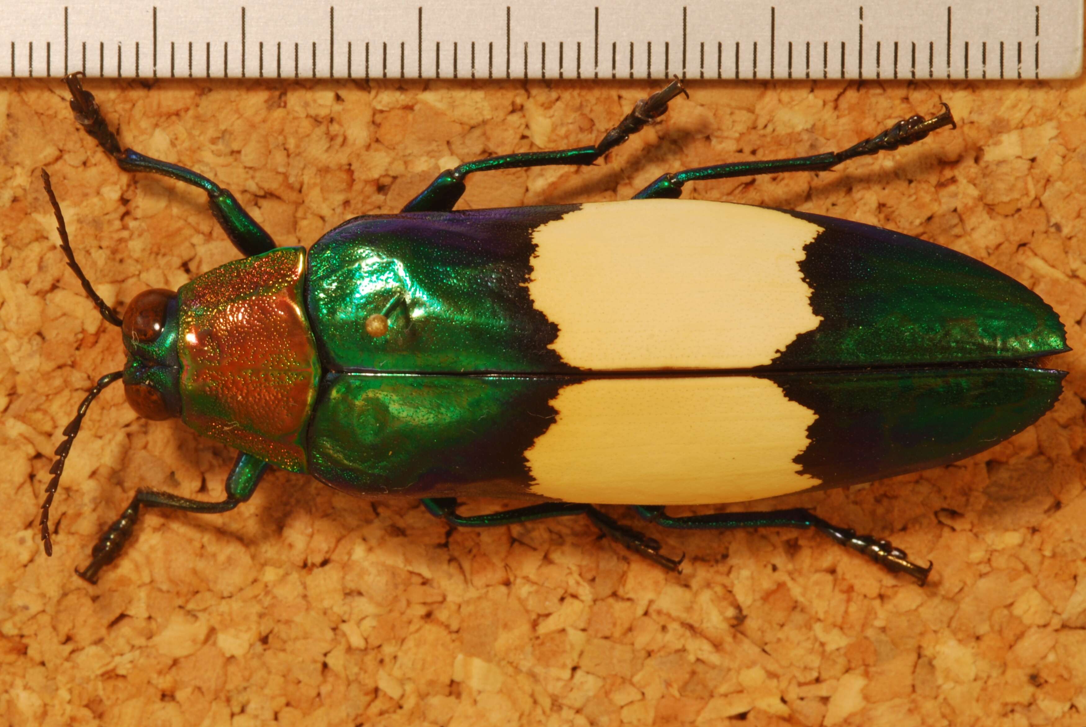 Image of Chrysochroa saundersii maruyamai Akiyama 1989