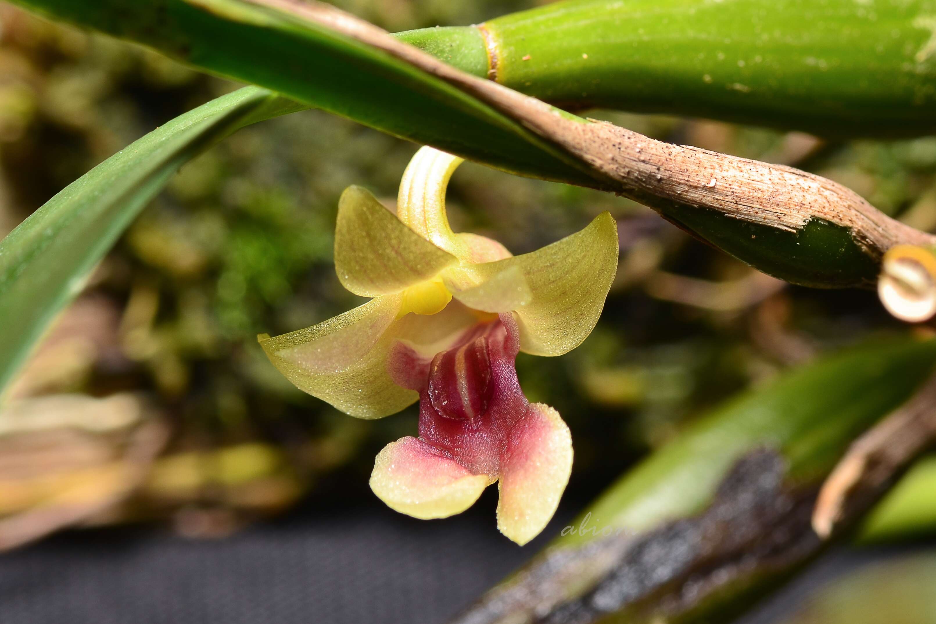 Plancia ëd Dendrobium bancanum J. J. Sm.