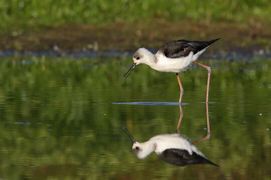 Image of Black-winged Stilt