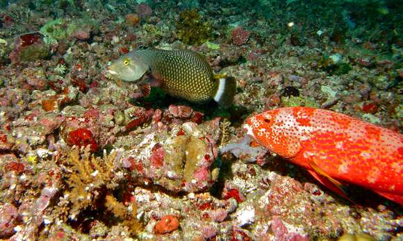 Image of Lunar-tailed Grouper