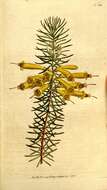 Sivun Erica grandiflora L. fil. kuva