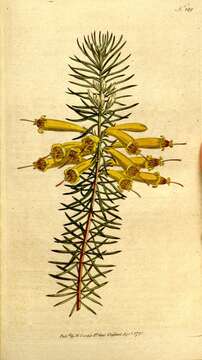 Sivun Erica grandiflora L. fil. kuva
