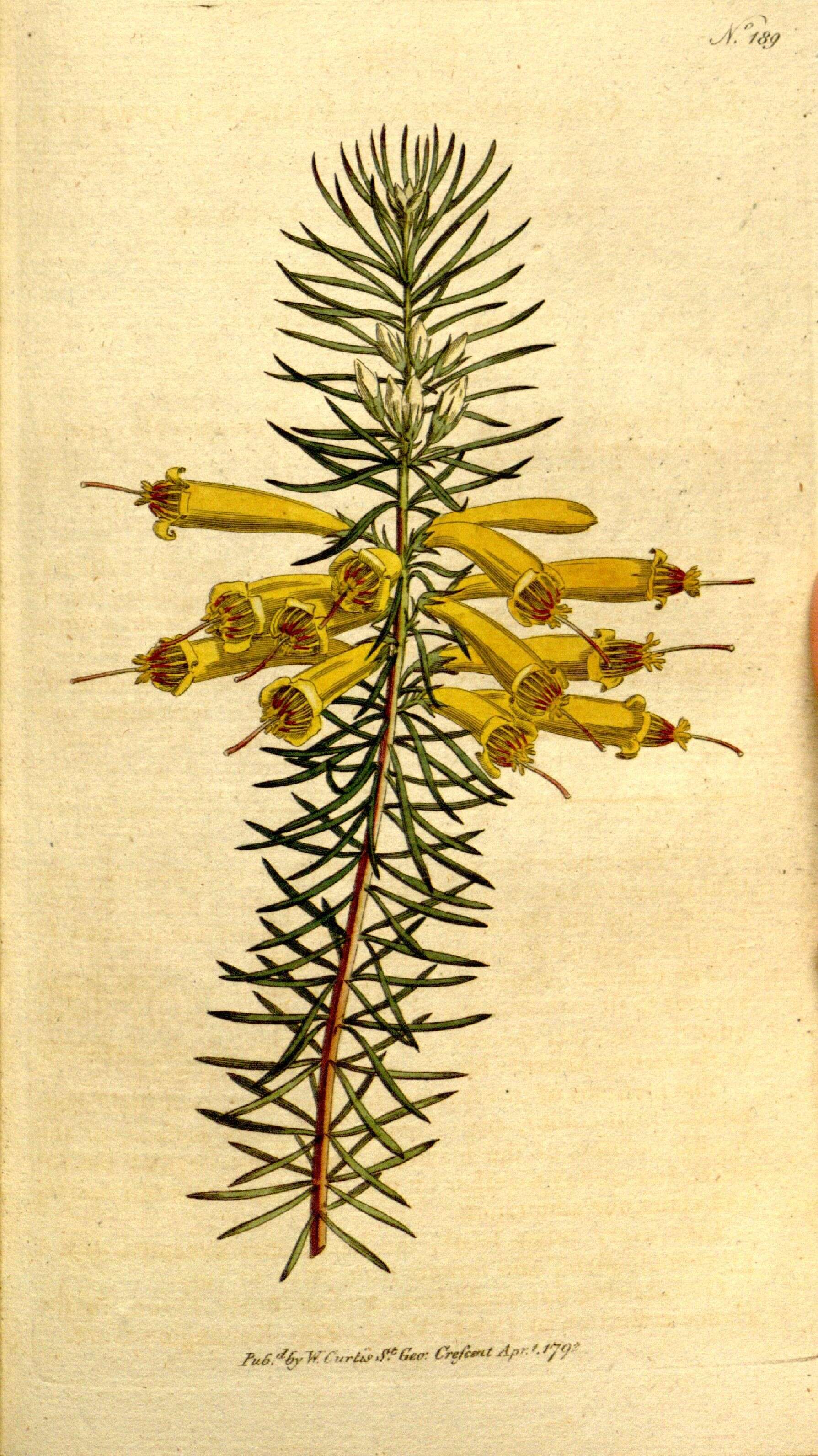 Erica grandiflora L. fil. resmi