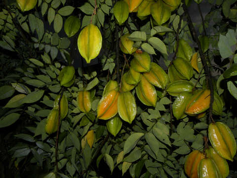 Plancia ëd Averrhoa carambola L.