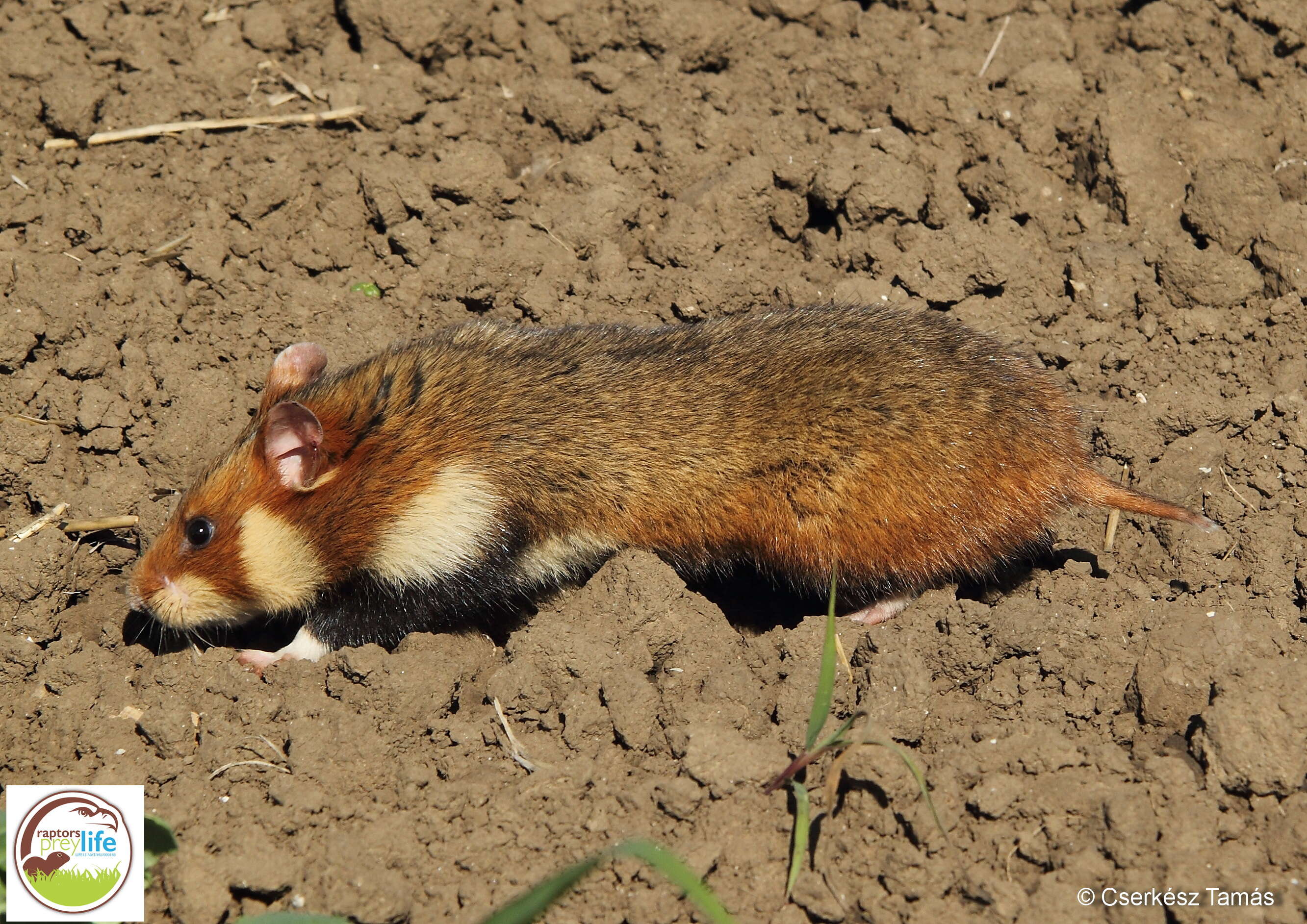 Image of hamsters