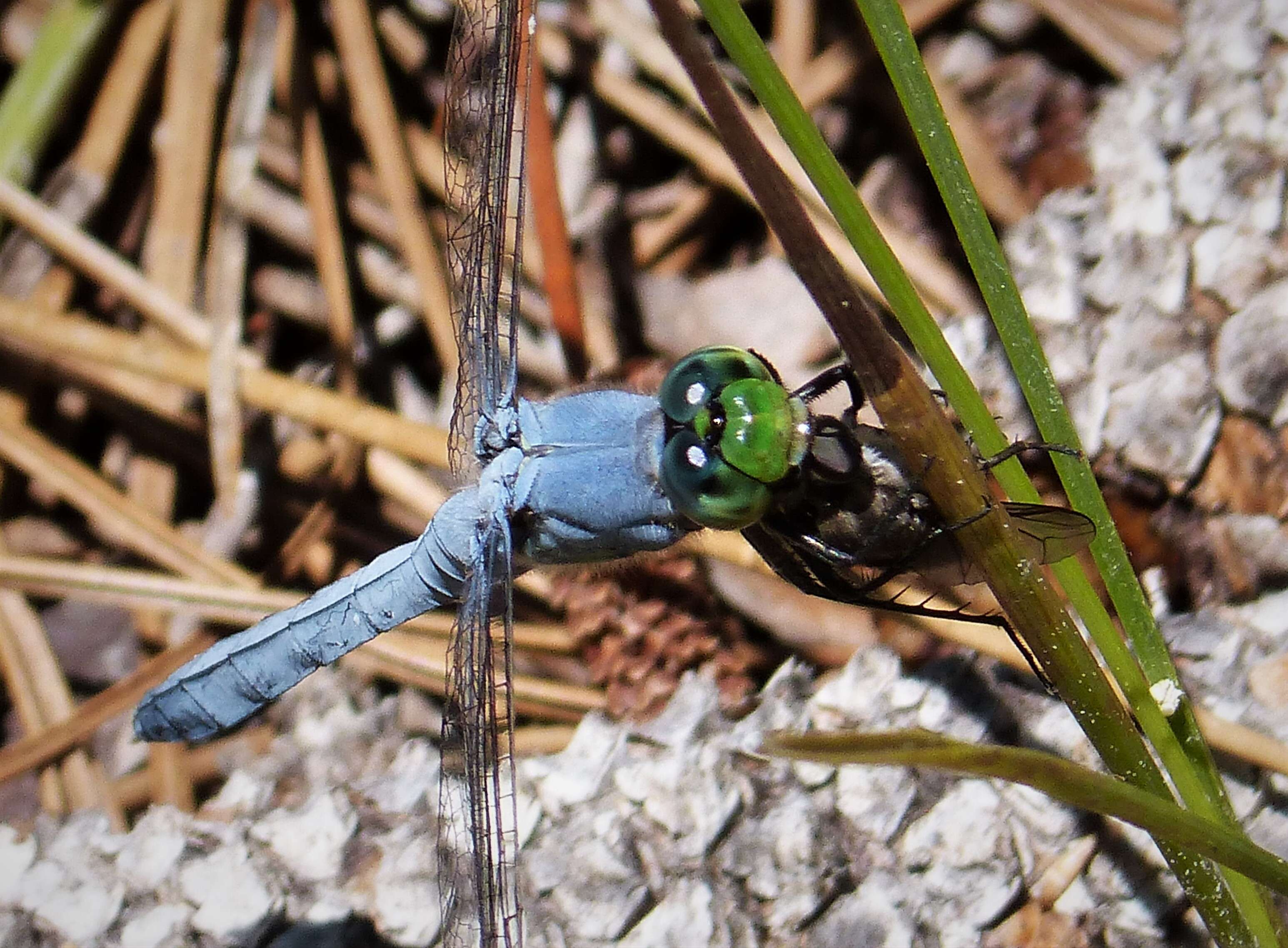 Image of Eastern Pondhawk