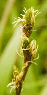 Image of Bicknell's sedge