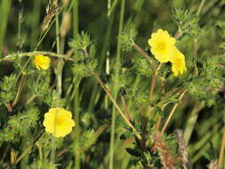 Image of cinquefoil