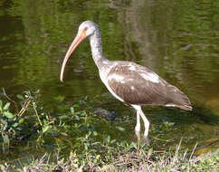 Image of Eudocimus Wagler 1832