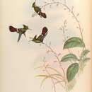 Imagem de <i>Lophornis chalybeus verreauxii</i> Bourcier 1853