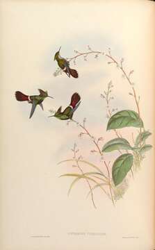 Image of <i>Lophornis chalybeus verreauxii</i> Bourcier 1853