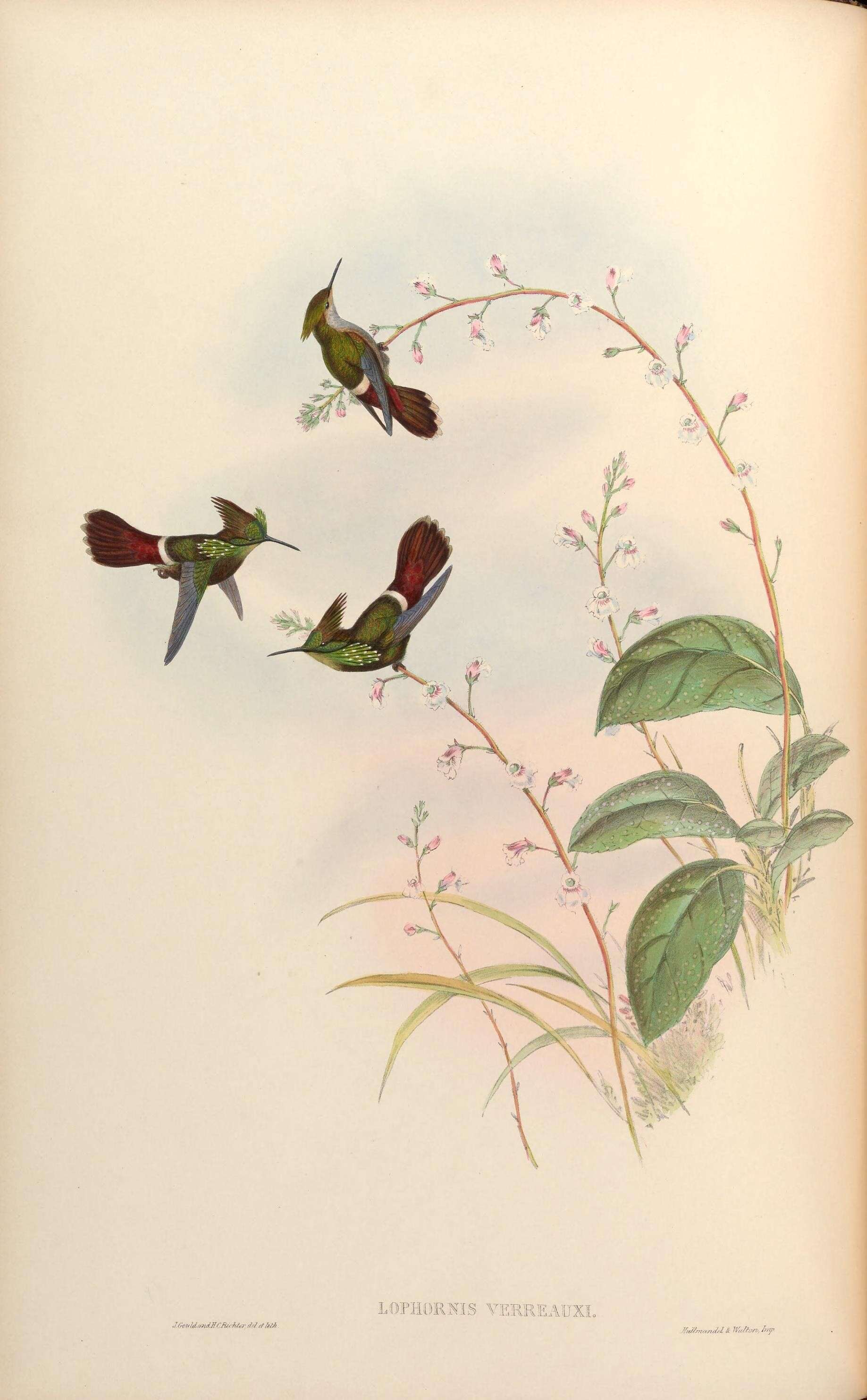 صورة <i>Lophornis chalybeus verreauxii</i> Bourcier 1853